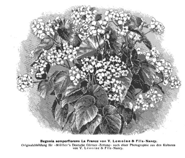 B. ‘La France’